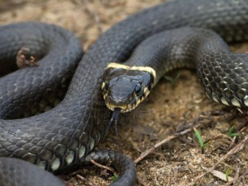 That Ancient Serpent, That Ancient&nbsp;Poison