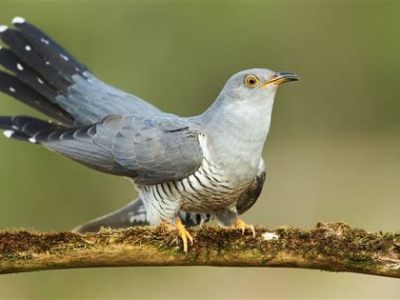 Common Illusions and the Sound of the&nbsp;Cuckoo