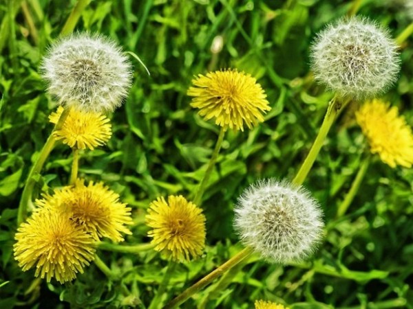 Consider The Humble&nbsp;Dandelion